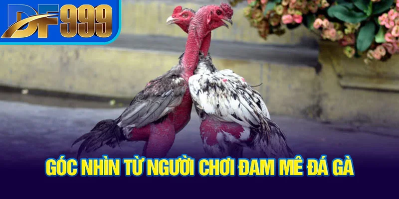 goc-nhin-tu-nguoi-choi-dam-me-da-ga