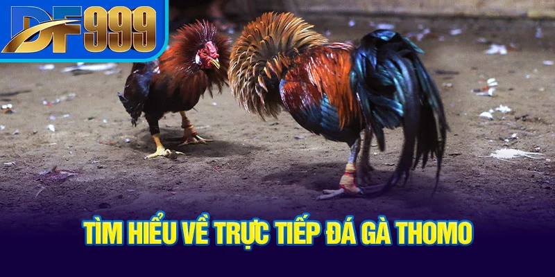 tim-hieu-ve-truc-tiep-da-ga-thomo