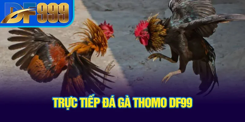 truc-tiep-da-ga-thomo-df99